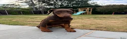 Dobermann dogs for sale: High Trained 6 Month Doberman Pincher - Advert 5