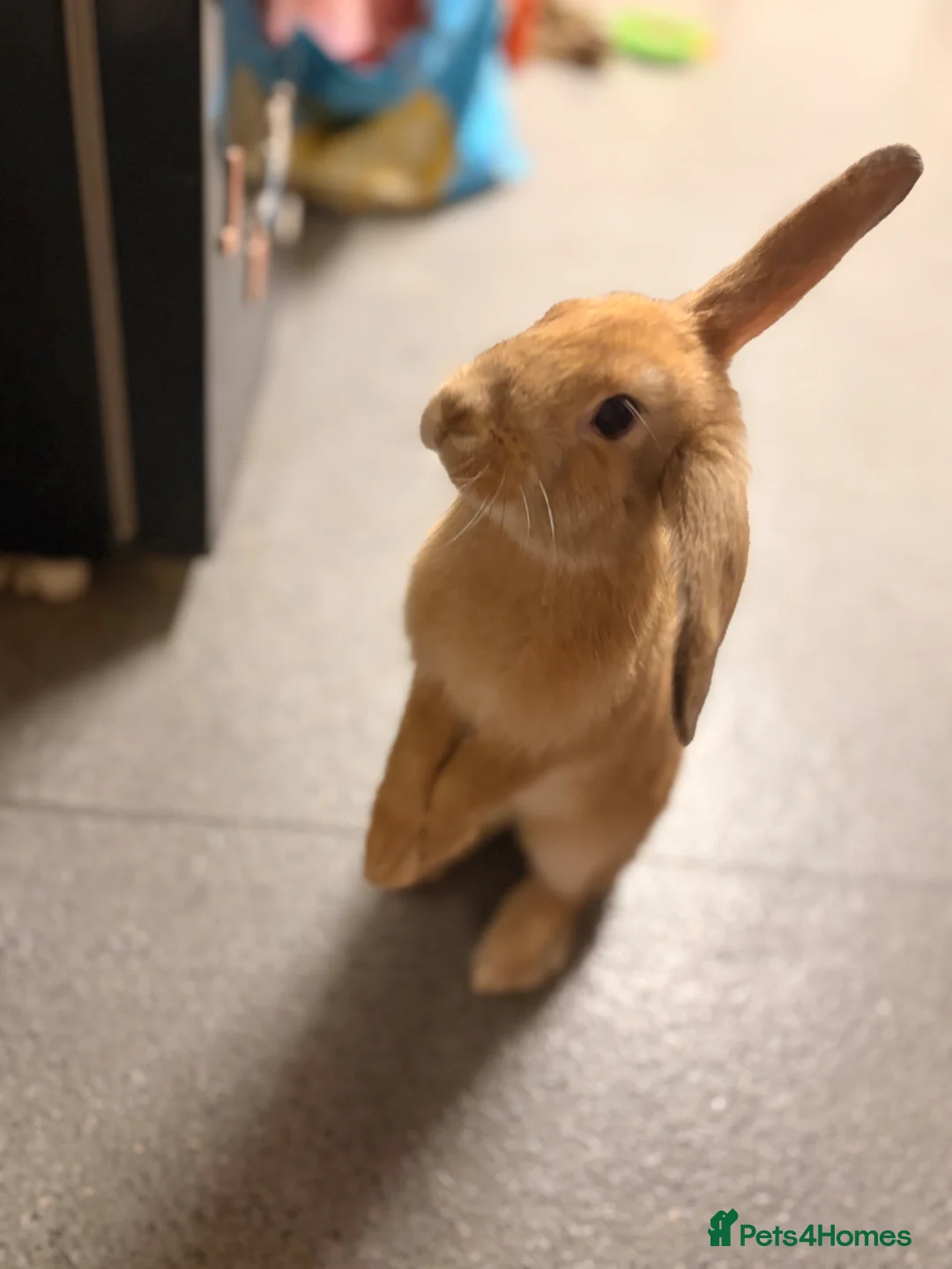 Mini Lop rabbits for sale: Female Mini lop  - Advert 2