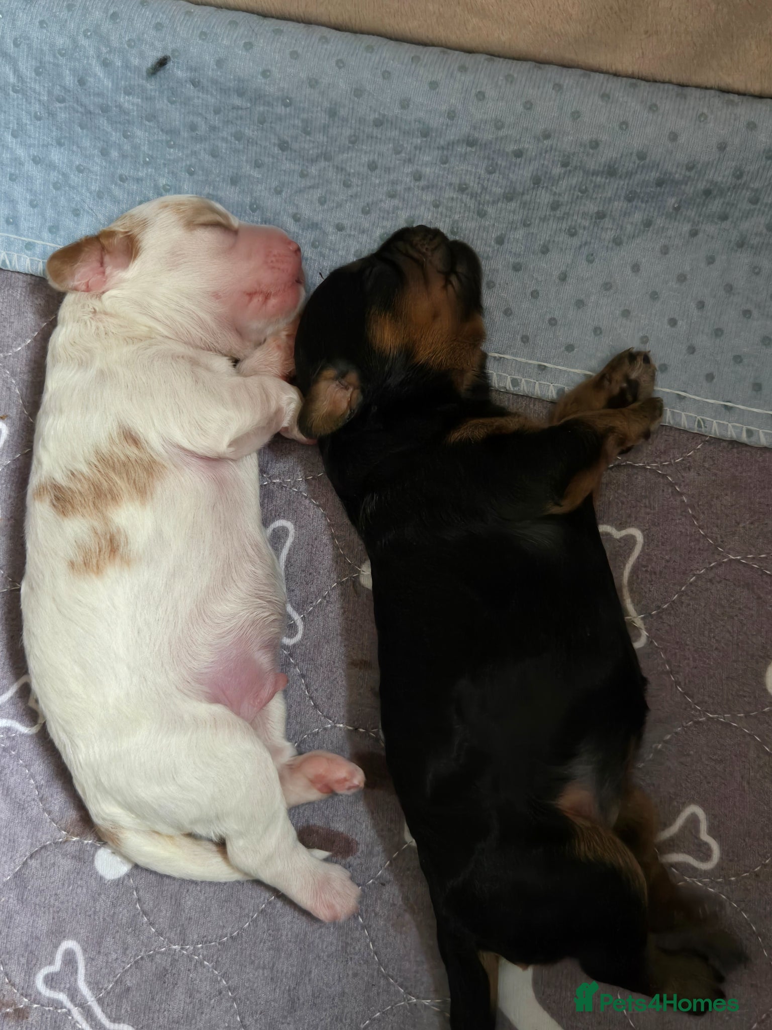 Cavapoo dogs F1 Cavapoo puppies **health tested parents** - Advert 1