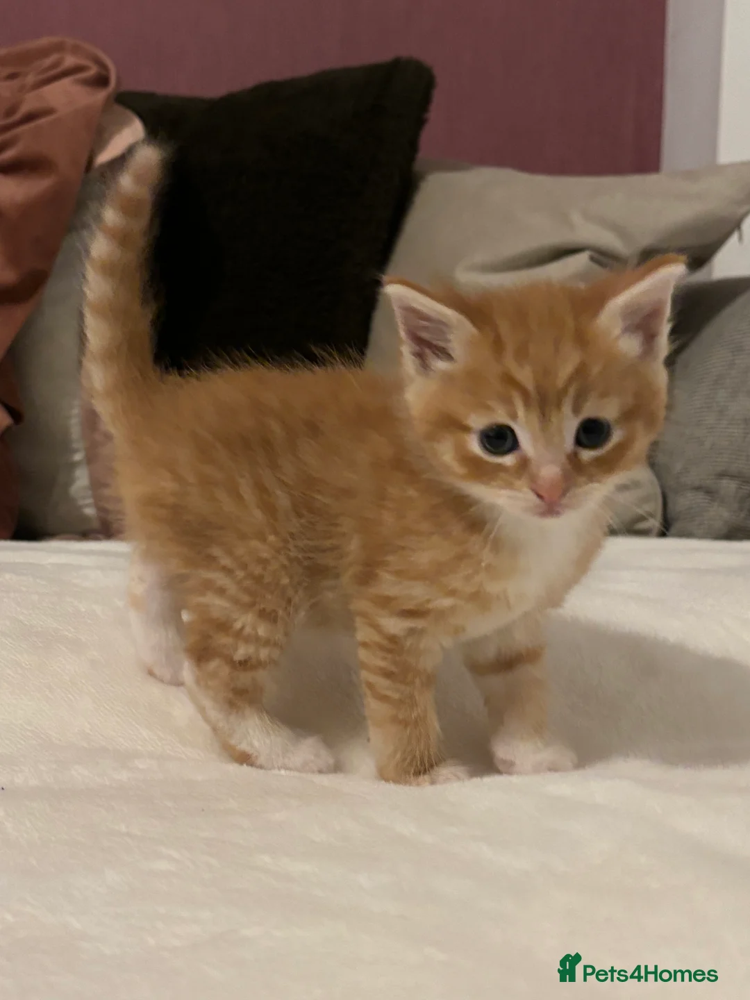 Mixed Breed cats for sale: Maine coon cross kittens ***ONLY ONE BOY LEFT!* - Advert 22