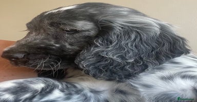 Cocker Spaniel dogs - Advert 10