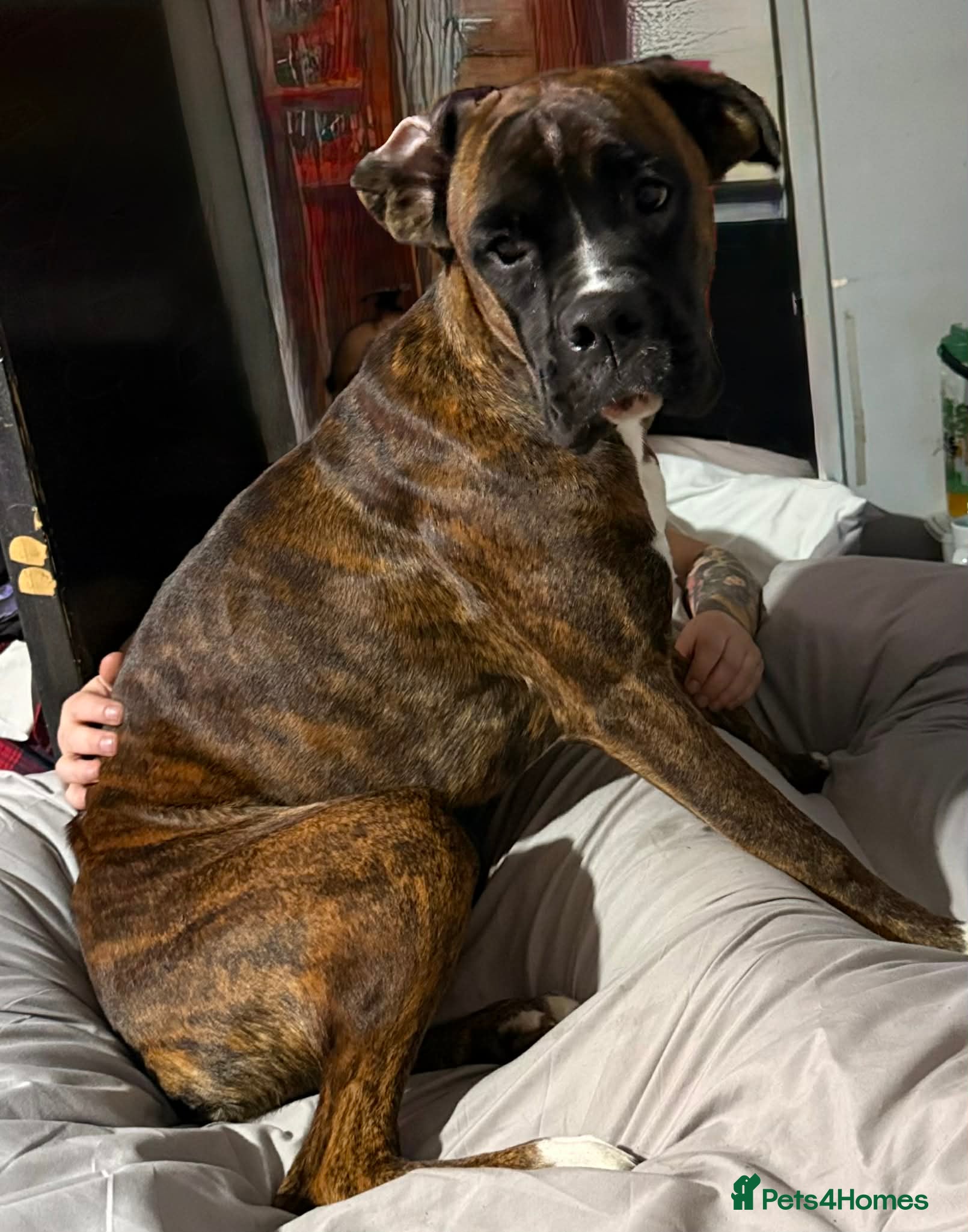 Boxer dogs Boxer Luna  in Stamford - Advert 13
