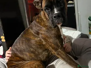 Boxer dogs Boxer Luna in Stamford - Advert 1