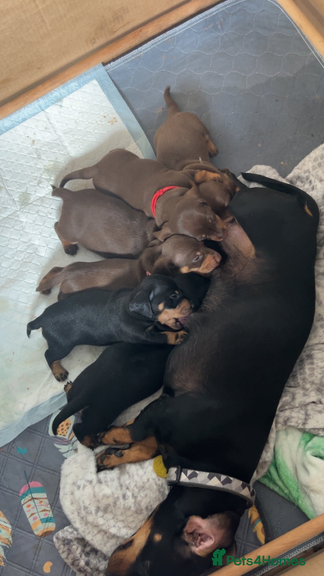 Dachshund dogs for sale: Beautiful dachshund puppies - Image 1