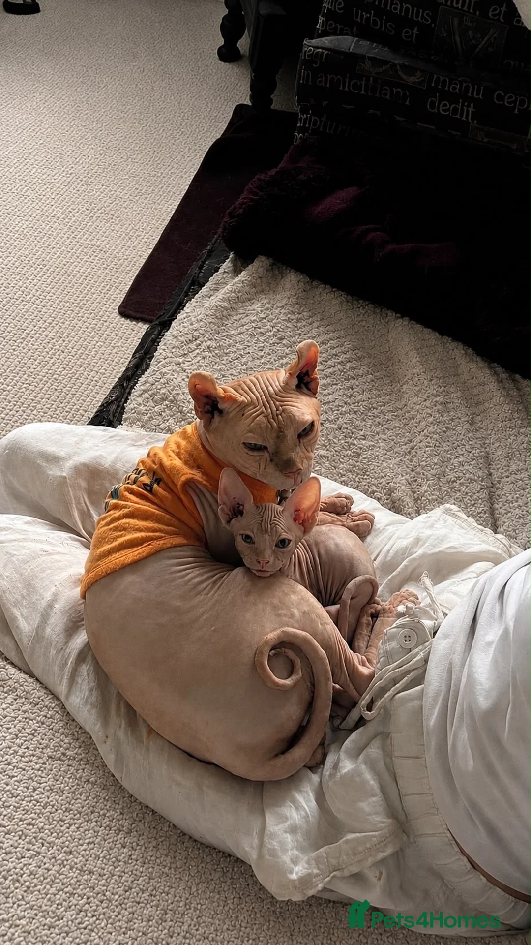 Sphynx cats for sale: 2x Female Sphynx - Advert 7