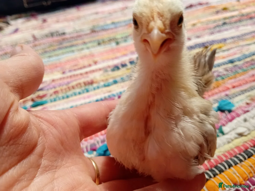 Chickens poultry for sale: Indoor Companion Chickens – Hand Tamed & Friendly - Advert 2