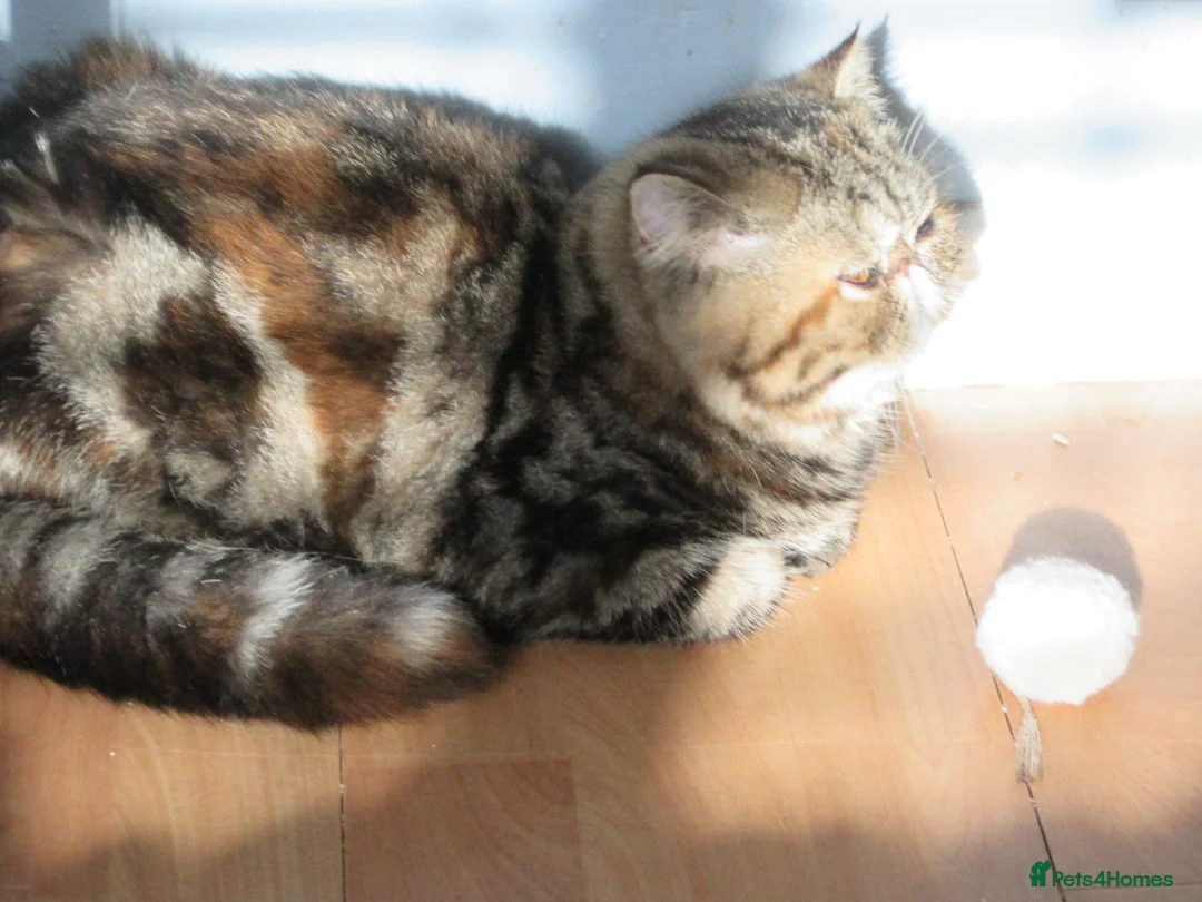 Exotic cats for sale: Beautiful Exotic female kittens Ready Now - Advert 23