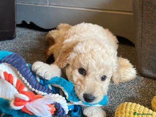 Bordoodle dogs BORDOODLE puppies DNA screened - Advert 7