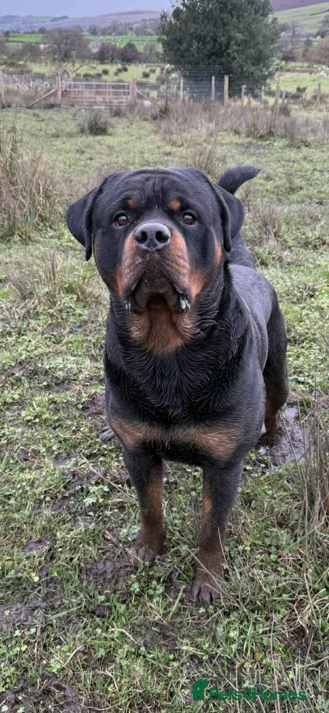 Rottweiler dogs for sale: Rottweiler puppies for sale  in Accrington - Advert 5