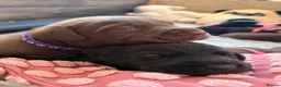 Labrador Retriever dogs for sale: Beautiful Chocolate & Black Labrador Puppies in Torquay - Advert 15