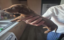 Dachshund dogs for sale: Dachshund puppies  - Image 6
