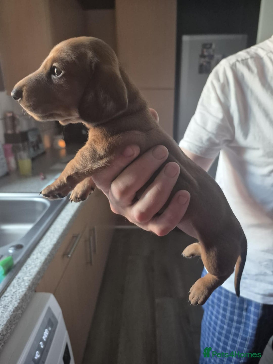Dachshund dogs for sale: Dachshund puppies  - Image 6