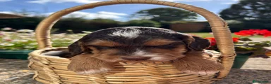 Cockapoo 3