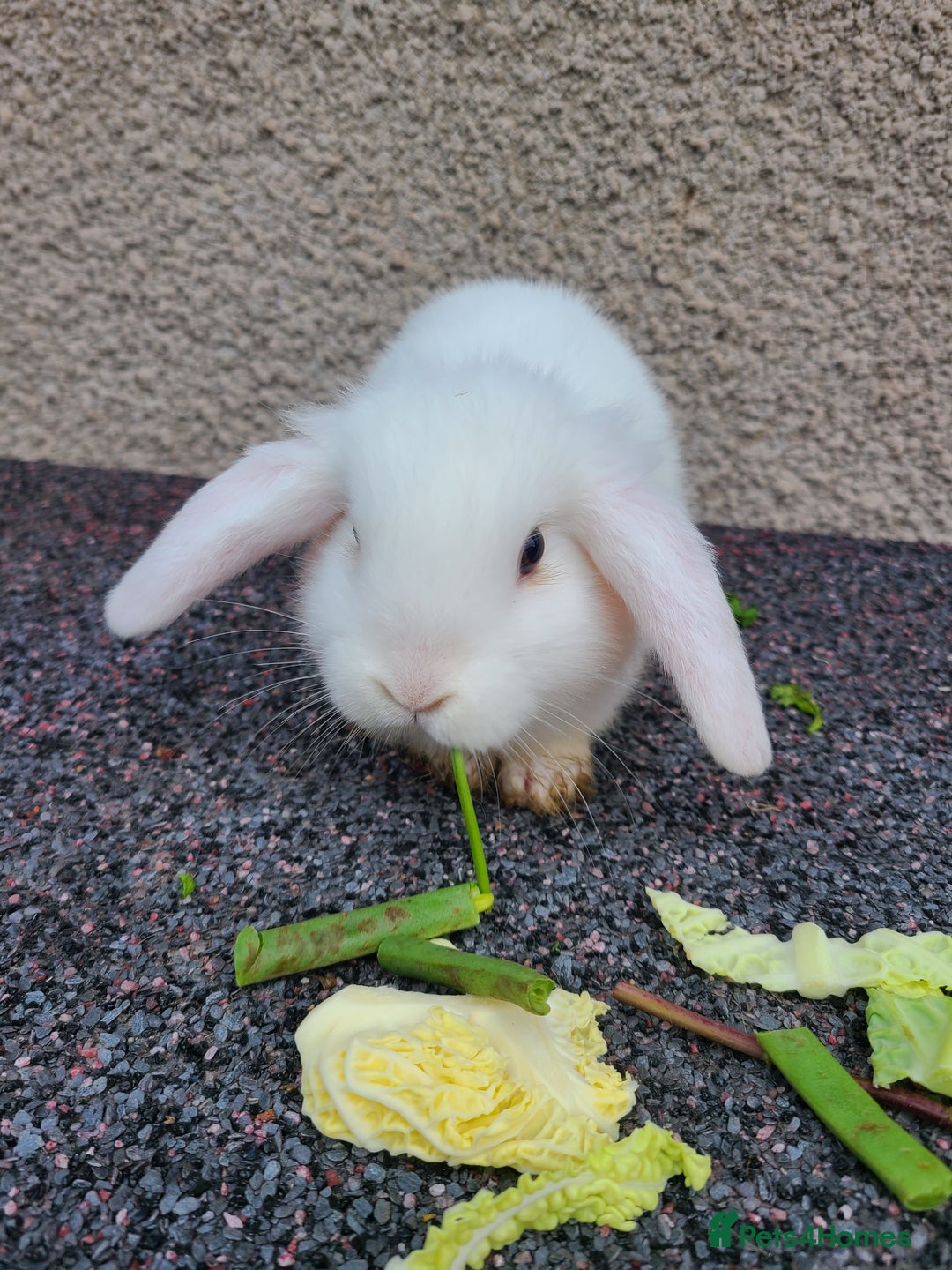 Mini Lion Lop rabbits for sale: Baby rabbits ready now males left - Advert 6