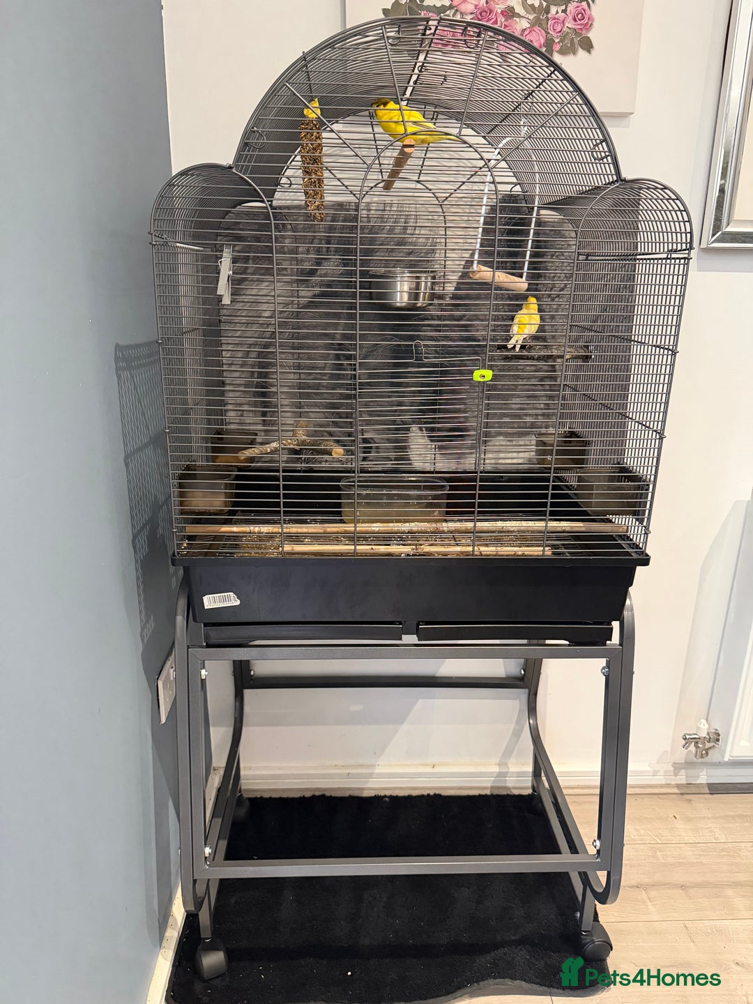 Canaries birds for sale: Birds for sale with cage  - Advert 1