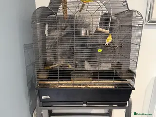 Canaries birds Birds for sale with cage - Advert 17