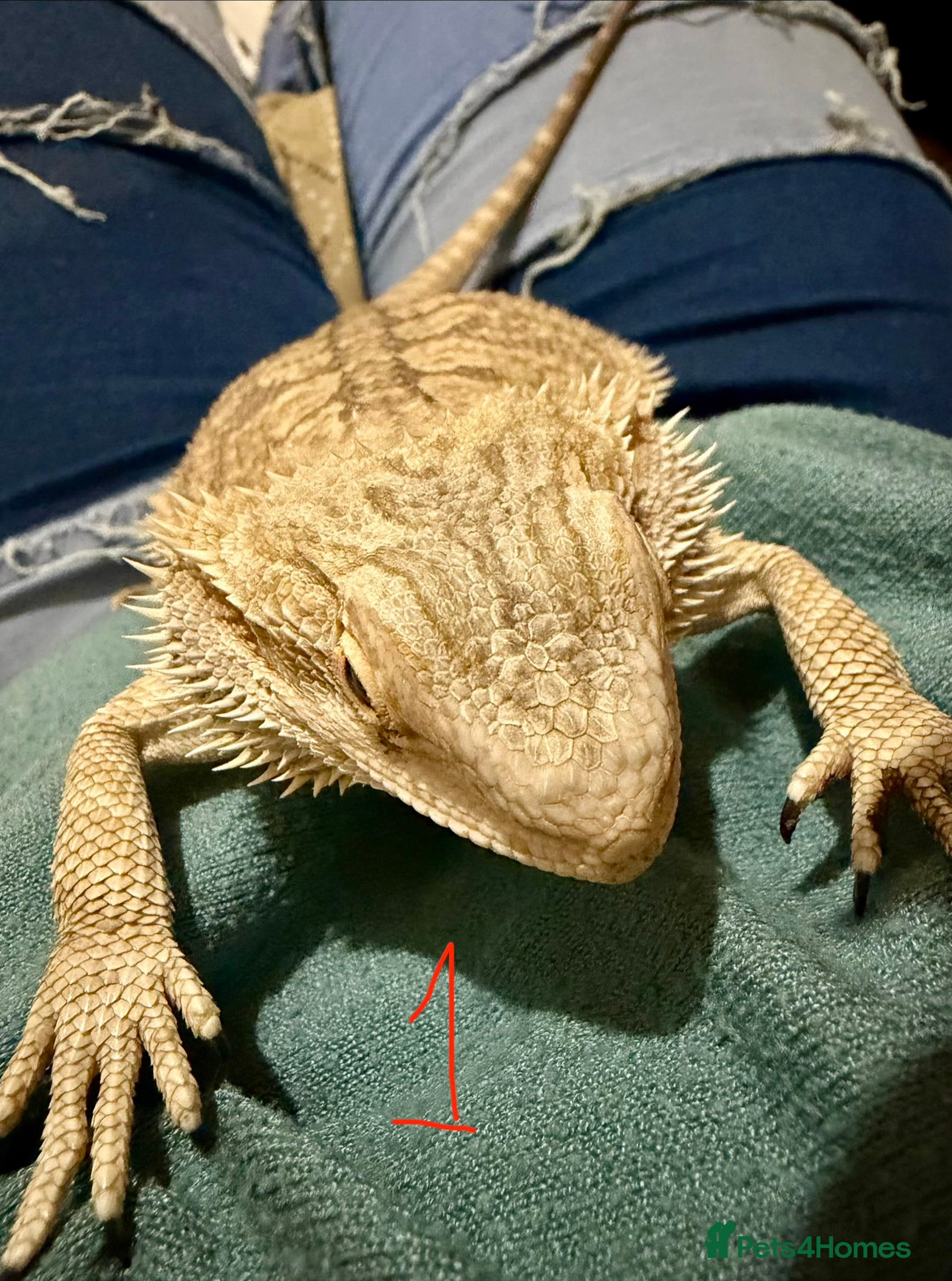 Bearded Dragon reptiles 3 x Juvenile bearded dragons  - Advert 2