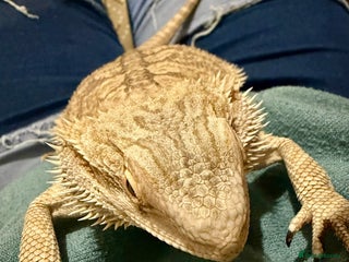 Bearded Dragon reptiles 3 x Juvenile bearded dragons - Advert 1