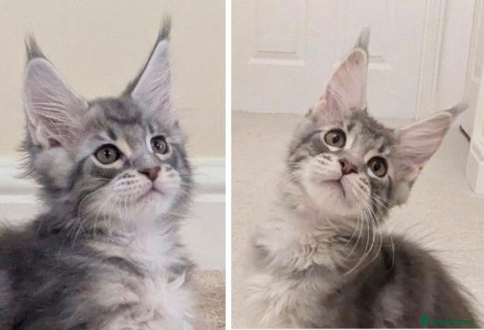 Maine Coon cats Championed Lined Registered Maine Coon Kitten  - Advert 6