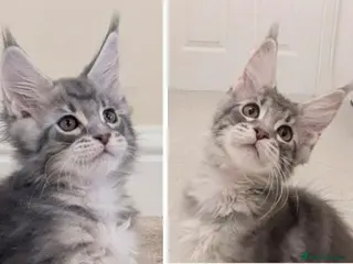 Maine Coon cats Championed Lined Registered Maine Coon Kitten - Advert 6