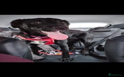 Borador dogs for sale: Border collie X Labrador - Image 4