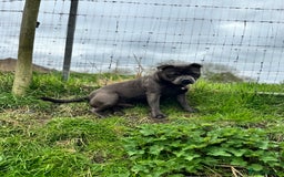 Staffordshire Bull Terrier dogs for stud: Quality health tested blue Stafford stud  - Image 1