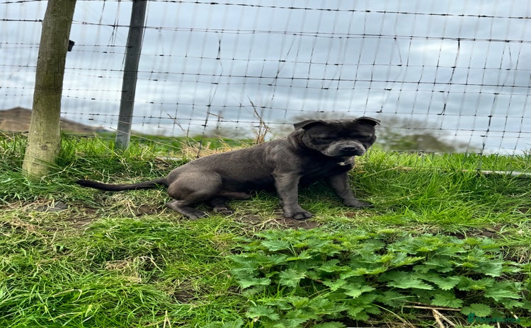 Staffordshire Bull Terrier dogs - Advert 1