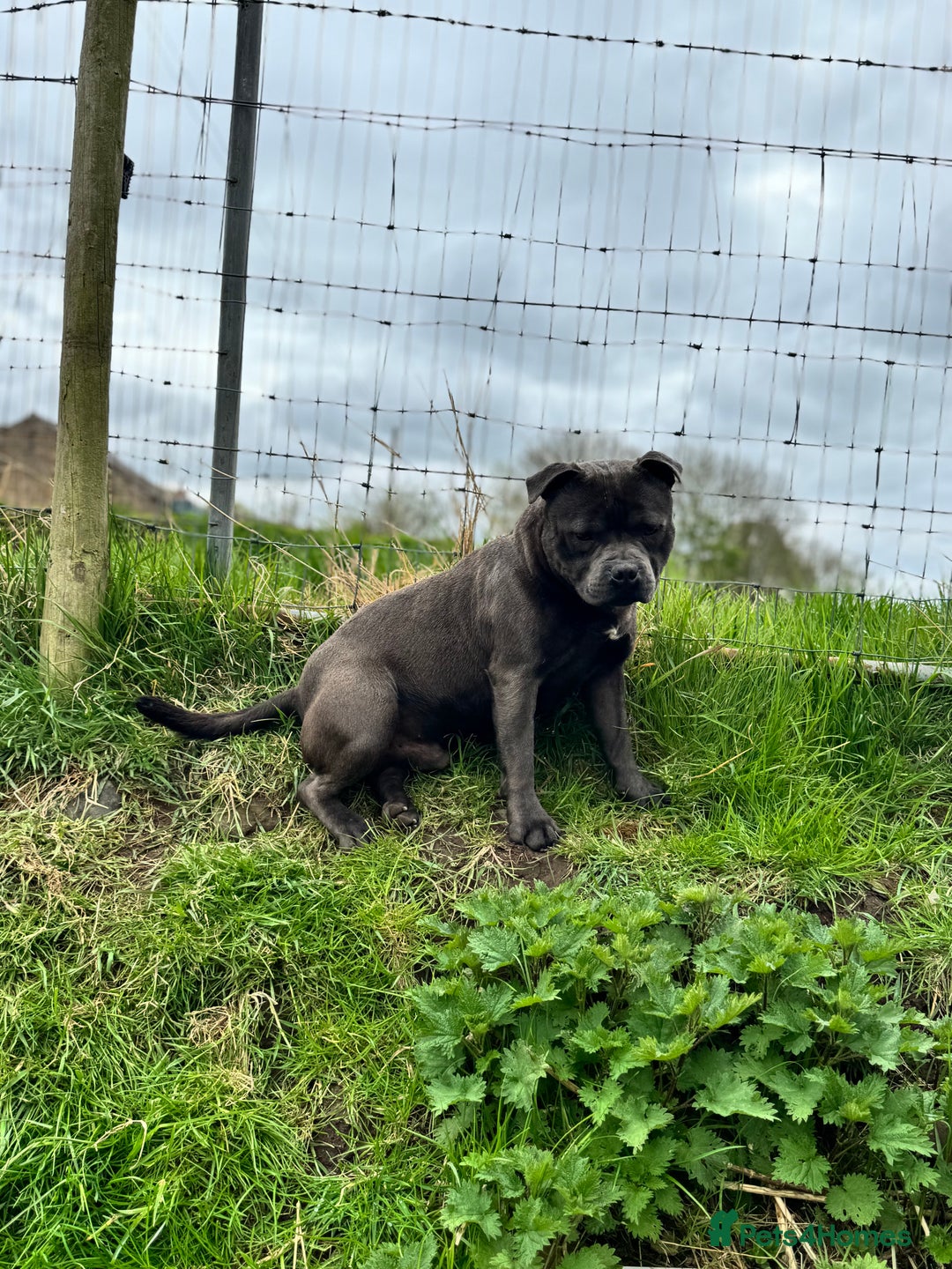 Staffordshire Bull Terrier dogs for stud: Quality health tested blue Stafford stud  - Image 1