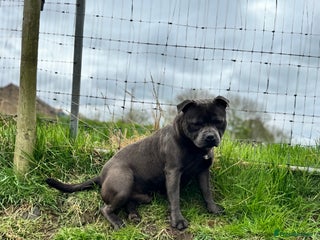 Staffordshire Bull Terrier dogs - Advert 10