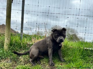 Staffordshire Bull Terrier dogs Quality health tested blue Stafford stud - Advert 2