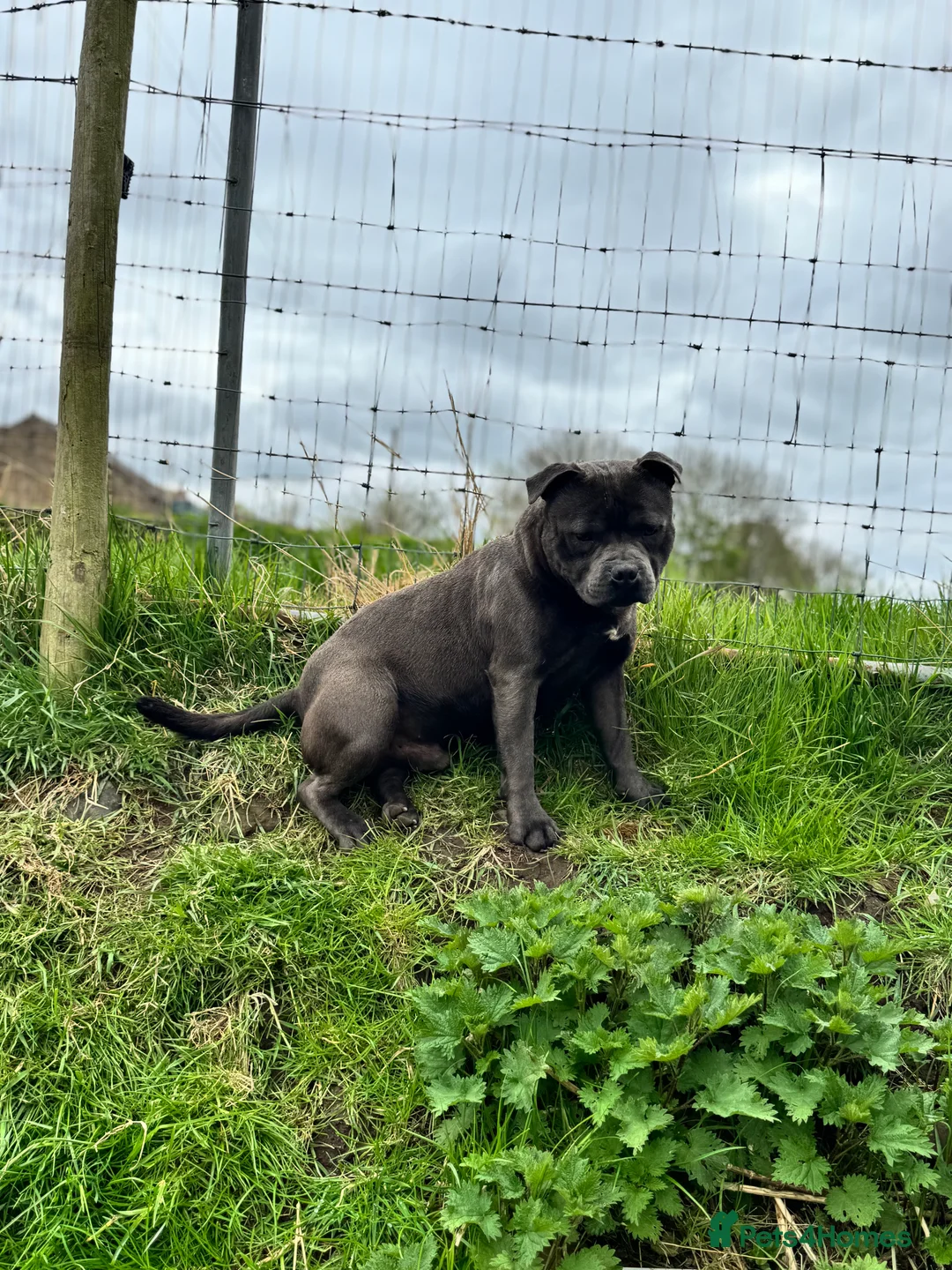 Staffordshire Bull Terrier dogs for stud: Quality health tested blue Stafford stud  - Advert 1