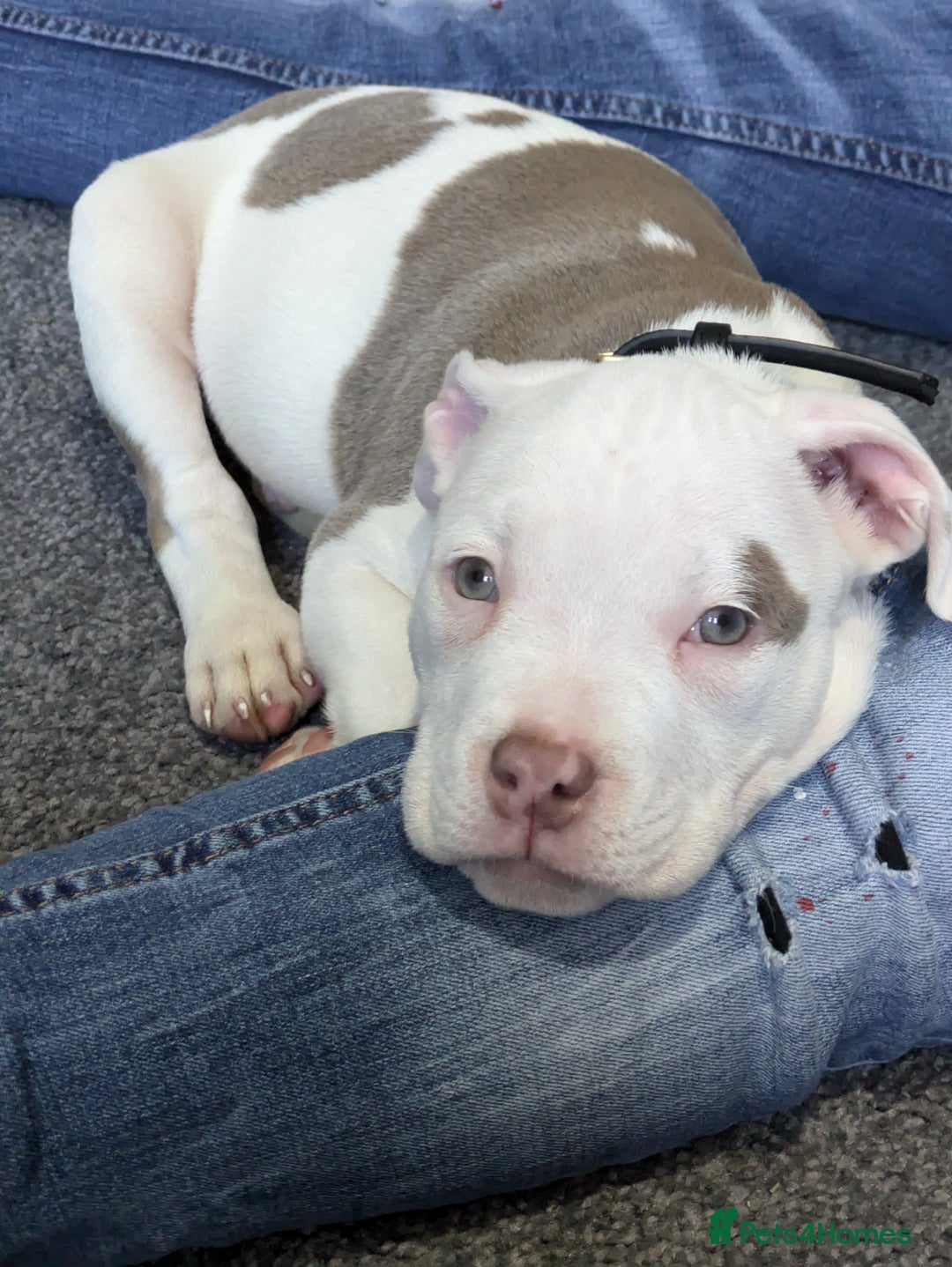 Mixed Breed dogs for sale: Micro Pocket bully  - Image 9