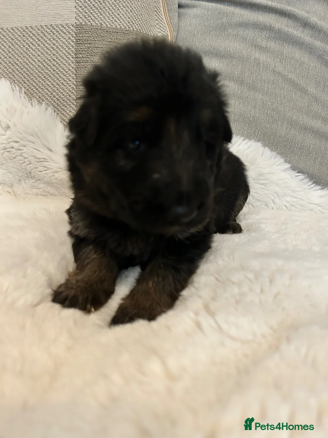 German Shepherd dogs for sale: Kc German Shepard long haired  - Advert 35