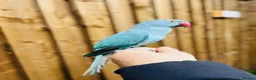 Ringnecks birds for sale: Baby blue ring neck  - Advert 8