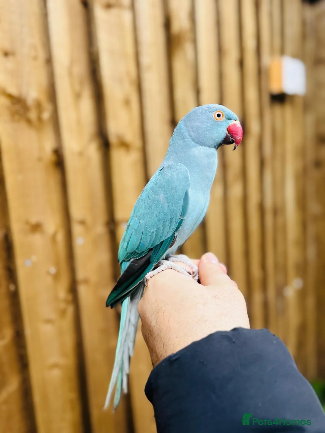 Ringnecks birds for sale: Baby blue ring neck  - Advert 8