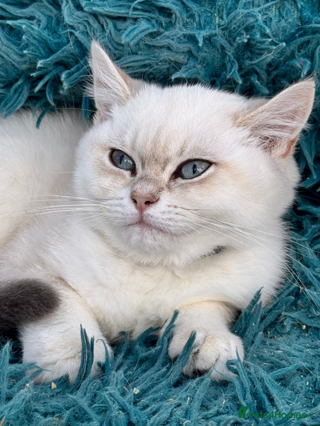 British Shorthair cats for sale: Beautiful Blue Gold & Choc Gold Colourpoint boys - Image 14