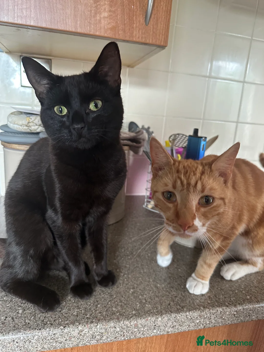 British Shorthair cats for sale: 2 male cats  - Advert 1