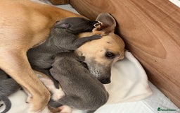 Whippet dogs for sale: Stunning Blue Whippet, white flecks  - Image 2