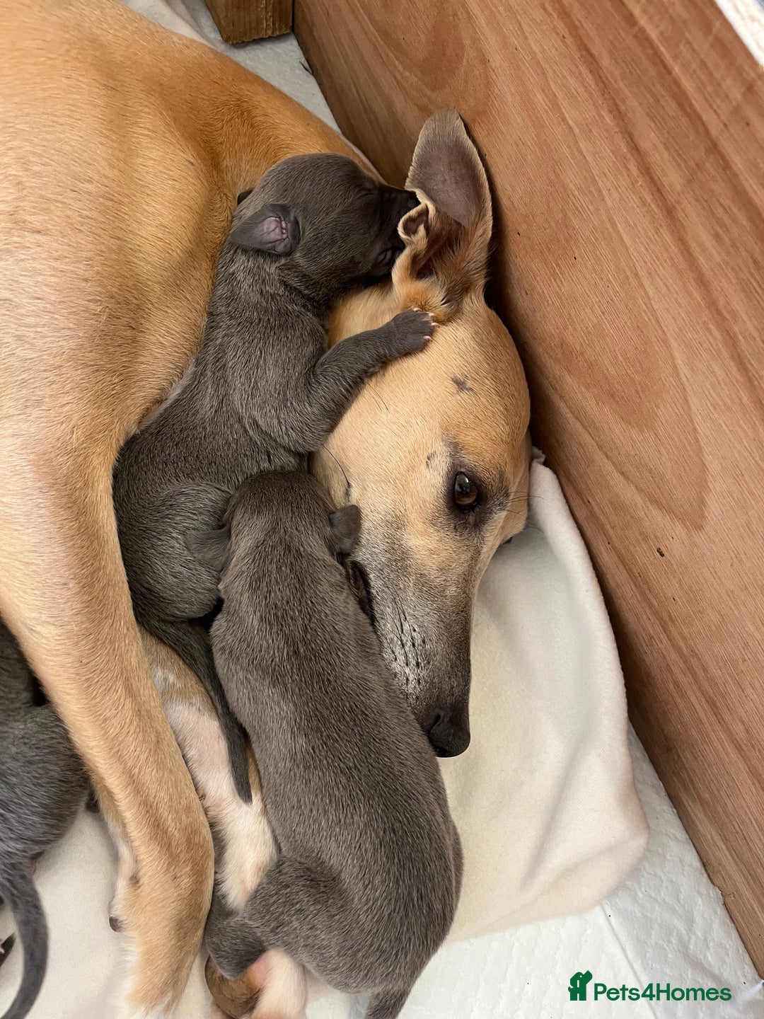 Whippet dogs for sale: Stunning Blue Whippet, white flecks  - Image 2