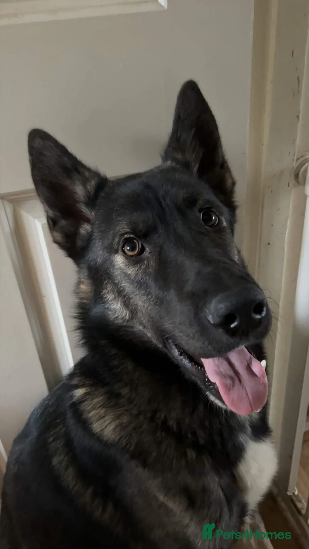 Shepsky dogs for sale: 2 Very healthy Puppies Need Rehoming - FREE - Advert 9