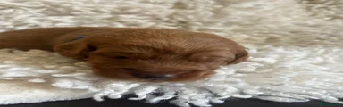 Labradoodle 4