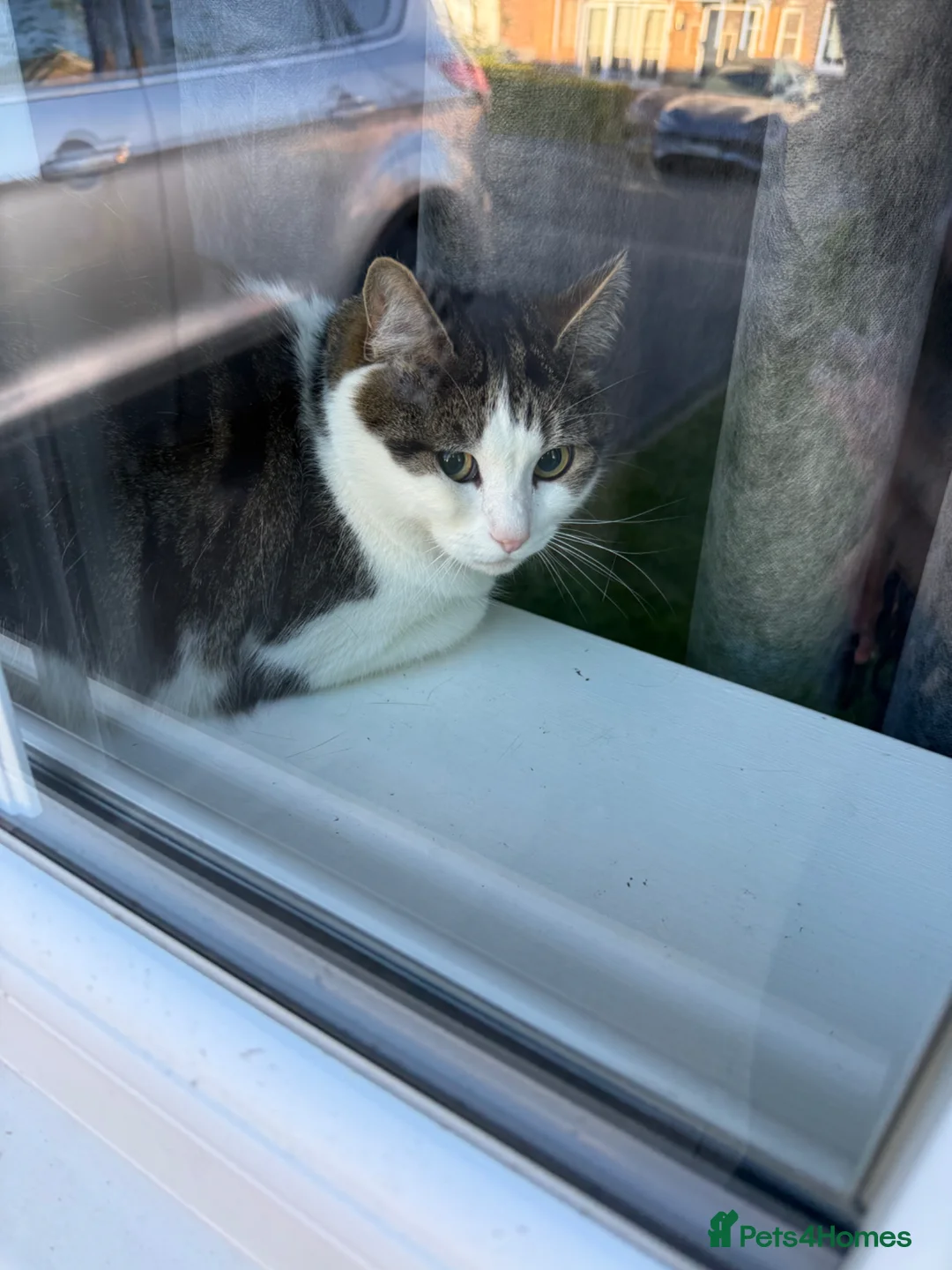 British Shorthair cats for sale: 3 Year Old Male Cat Looking for His Forever Home - Advert 2