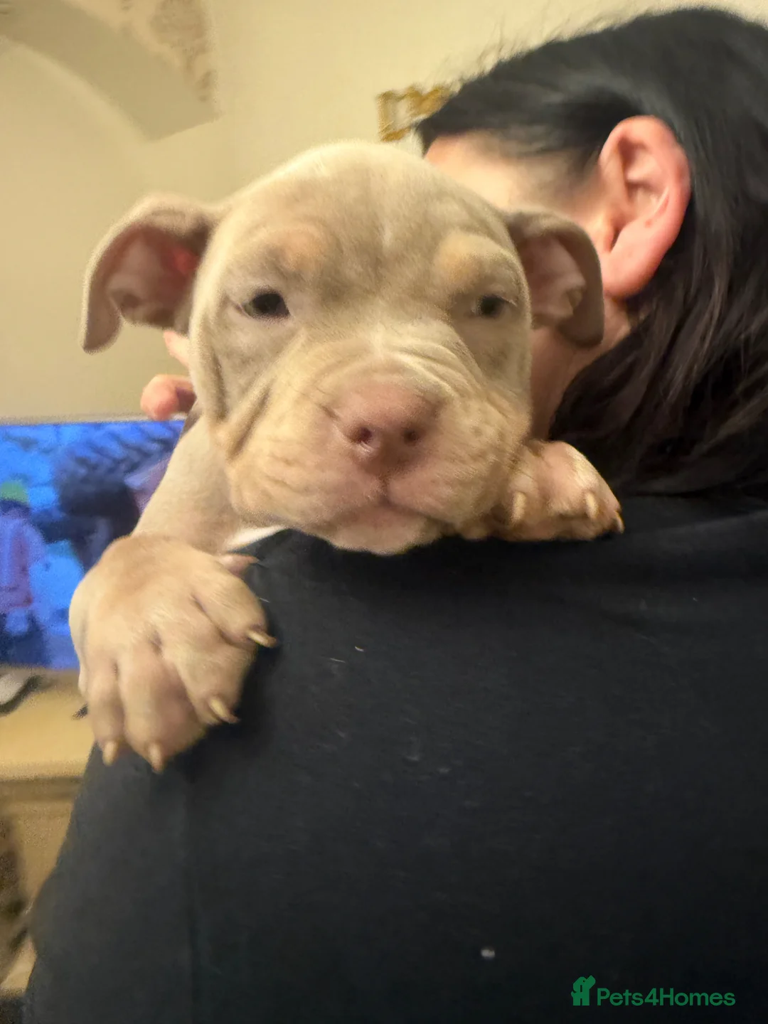 American Bully dogs for sale: American pocket bully’s  - Advert 1