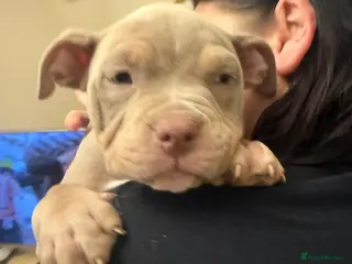 American Bully dogs American pocket bully’s - Advert 3