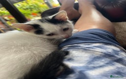Mixed Breed cats for sale: Loving home only for a tiny happy boy - Image 8
