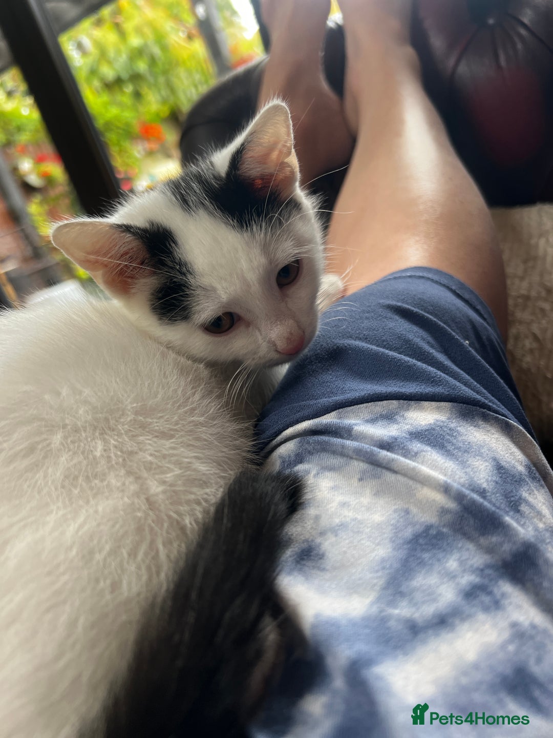 Mixed Breed cats for sale: Loving home only for a tiny happy boy - Image 8