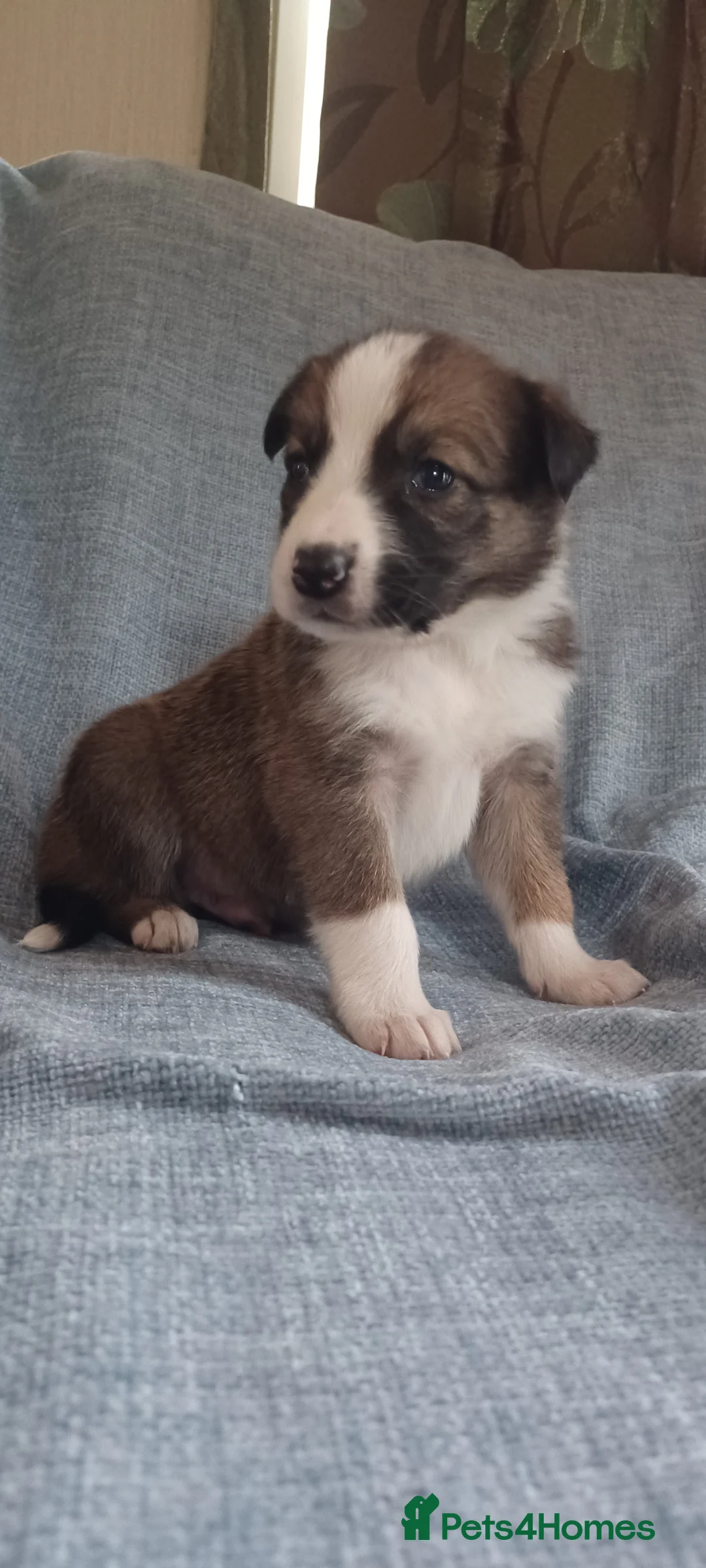 Border Collie dogs for sale: Collie puppies for sale ONLY BOYS AVAILABLE - Advert 14