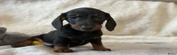 Dachshund dogs for sale: Miniature Dachshund Puppies - Advert 8