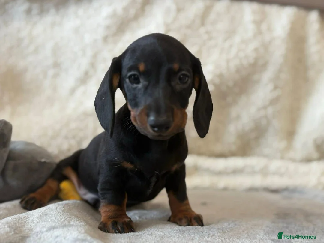 Dachshund dogs for sale: Miniature Dachshund Puppies - Advert 8