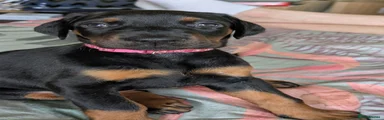 Dobermann 4